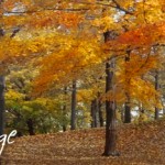 fallfoliageheader
