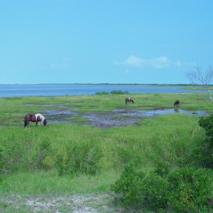 Assateague Ponies on the beach