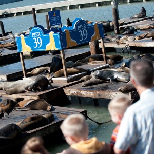 Sea Lions at Pier 39