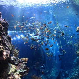 Fish and Scuba Diver at California Academy of Sciences